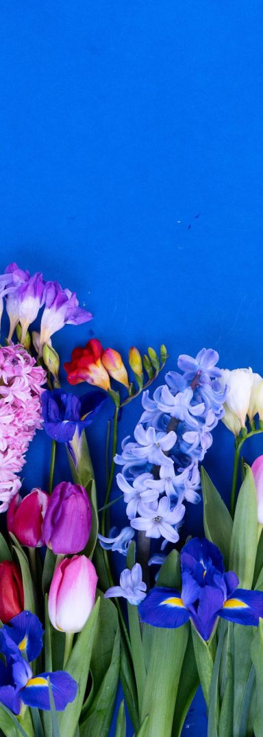 Bunte Blumenarrangement vor einem blauen Hintergrund.